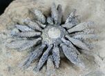 Impressive Reboulicidaris Urchin Fossil - #13903-1